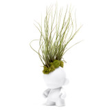 Munny Mini Mohawk - Small Juncea Airplants (10" H x 3" W)