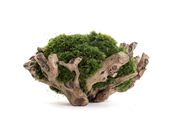 Natural Wood base Bowl with Moss (8" H x 18" W)