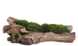 Natural Wood Trough with Moss