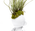 Munny Mini Mohawk - Small Juncea Airplants (10" H x 3" W)