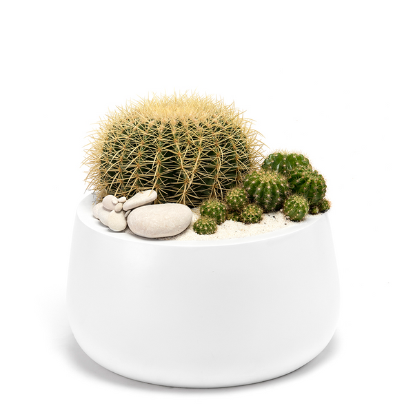 Milano Short Large White - Barrel Cactus 