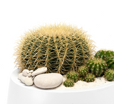 Milano Short Large White - Barrel Cactus 