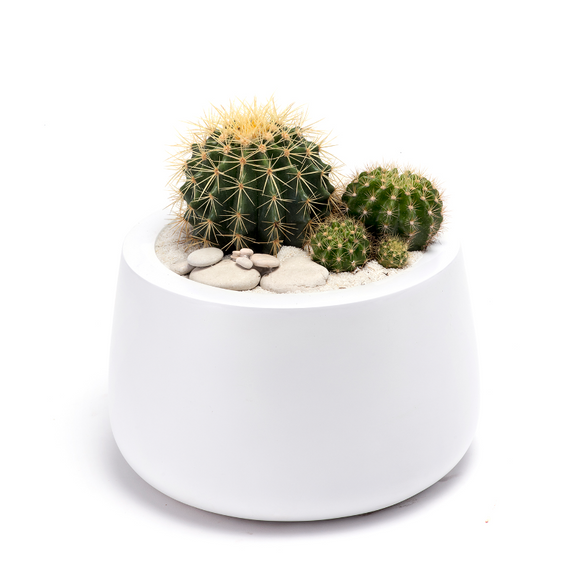 Milano Short Small  White - Barrel Cactus